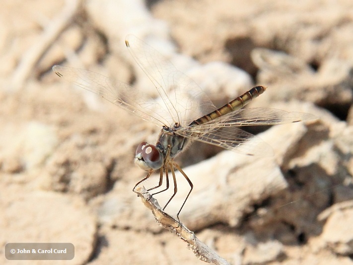 _MG_8046 Selysiothemis nigra female.JPG